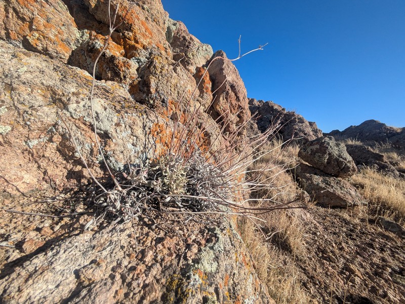 Eriogonum brevicaule var. cottamii