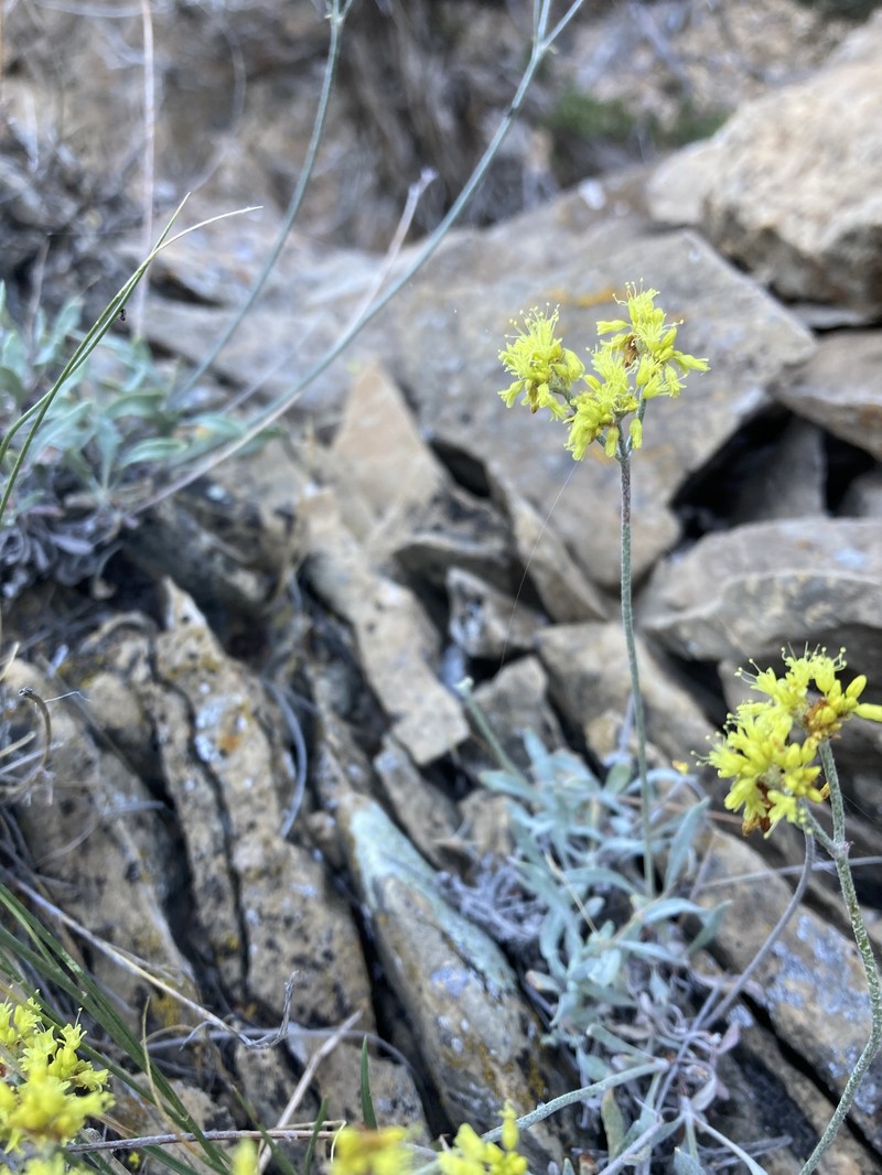 Eriogonum brevicaule var. cottamii photo 2