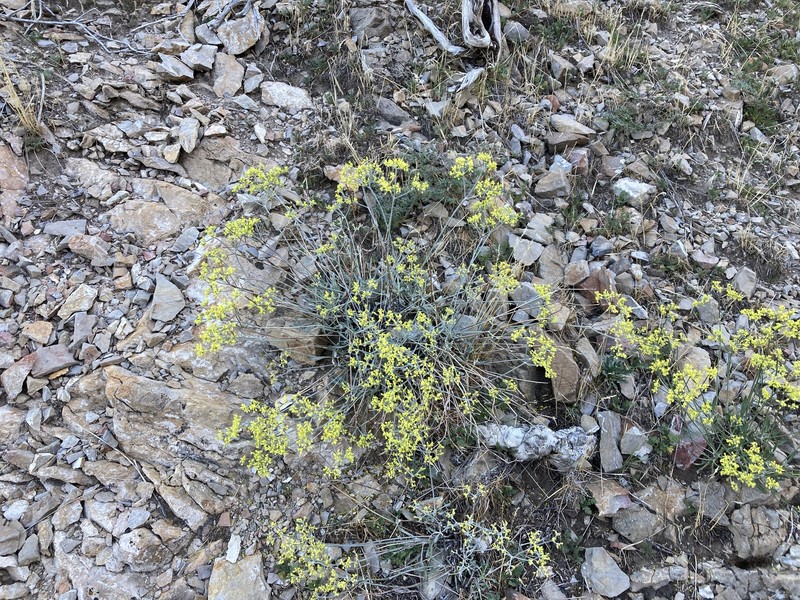 Eriogonum brevicaule var. cottamii photo 3