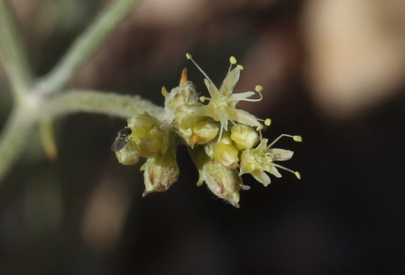 Eriogonum brevicaule var. cottamii photo 4