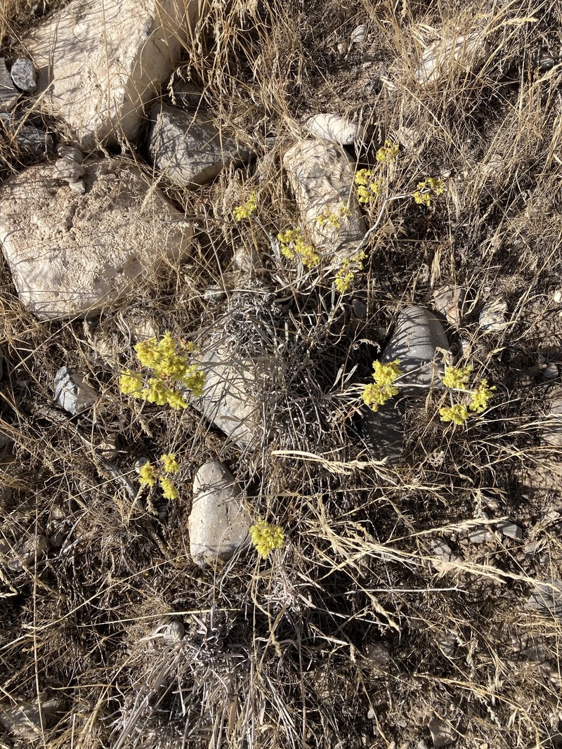 Eriogonum brevicaule var. cottamii photo 5