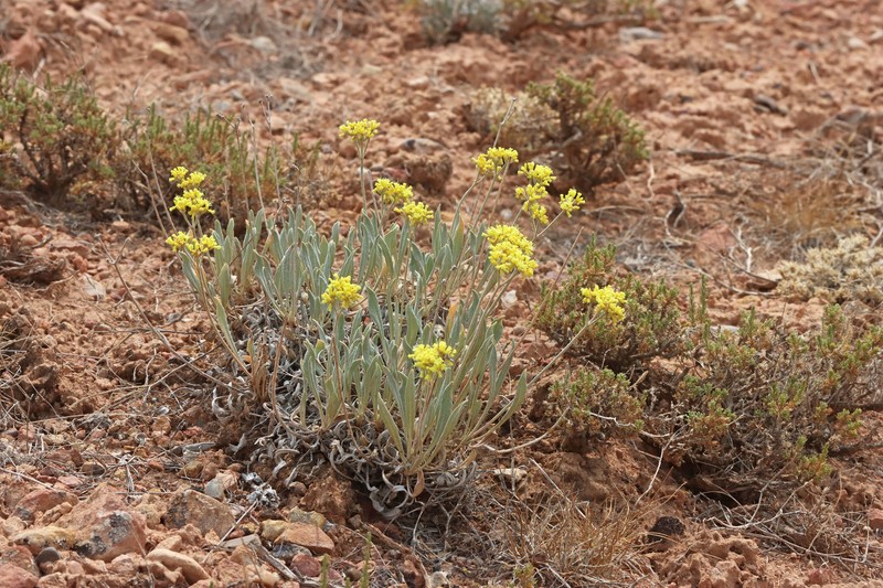 Eriogonum brevicaule var. cottamii photo 6