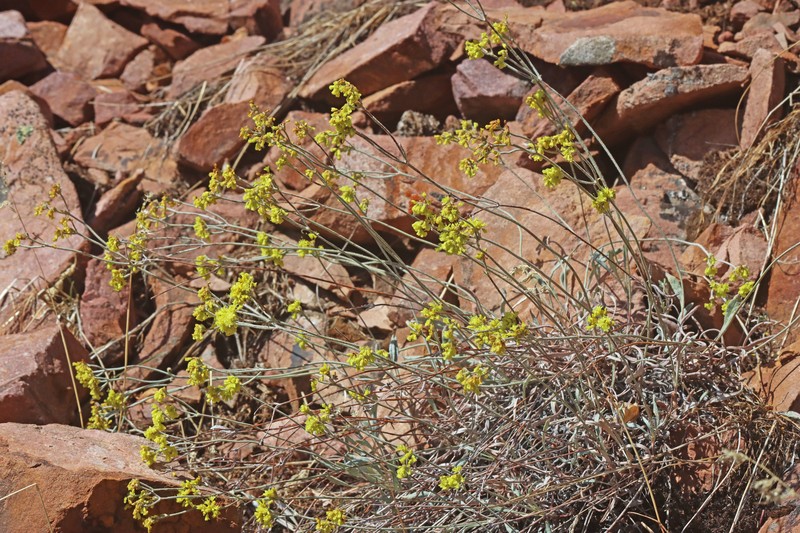Eriogonum brevicaule var. cottamii photo 7