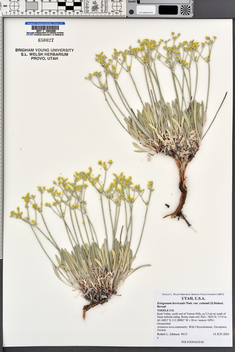 Eriogonum brevicaule var. cottamii photo 8
