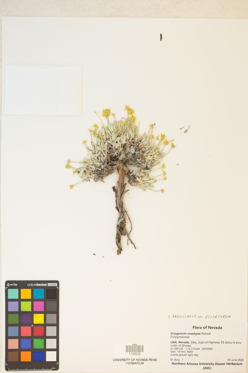 Great Basin Desert Buckwheat photo 4