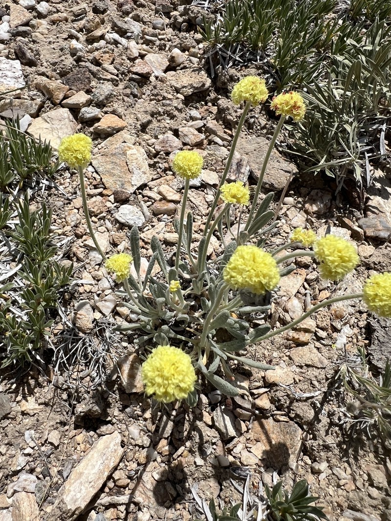 Great Basin Desert Buckwheat