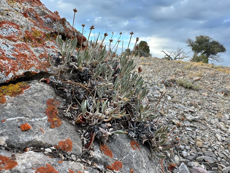 Great Basin Desert Buckwheat photo 2
