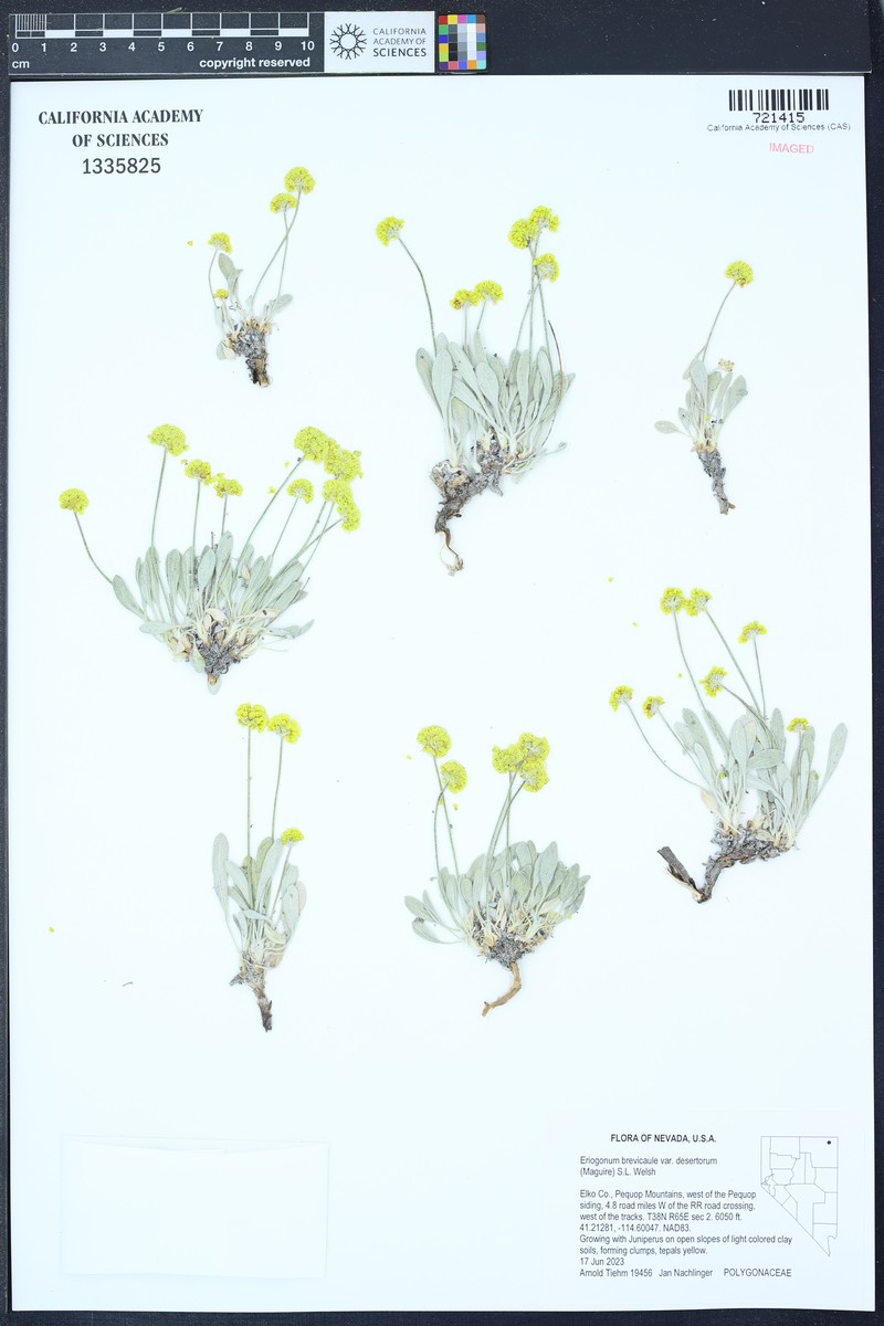 Great Basin Desert Buckwheat photo 3