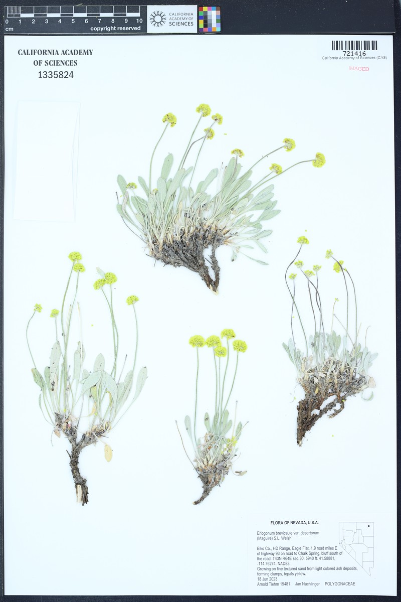 Great Basin Desert Buckwheat photo 4