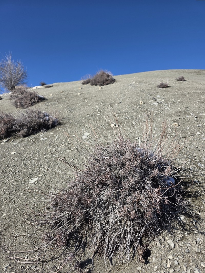 Eriogonum brevicaule var. laxifolium