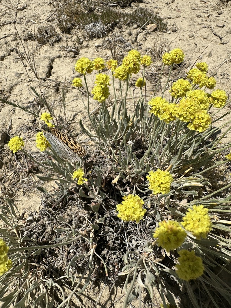 Eriogonum brevicaule var. laxifolium photo 2
