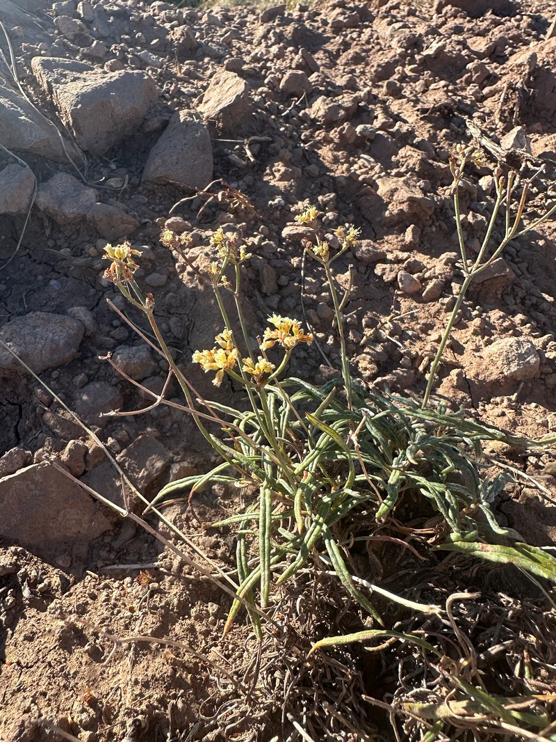 Eriogonum brevicaule var. laxifolium photo 3