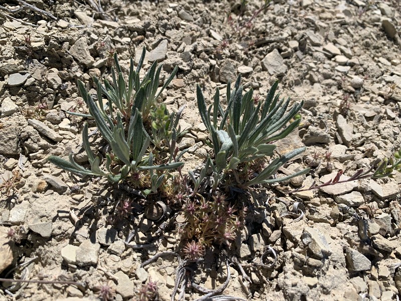 Eriogonum brevicaule var. laxifolium photo 4