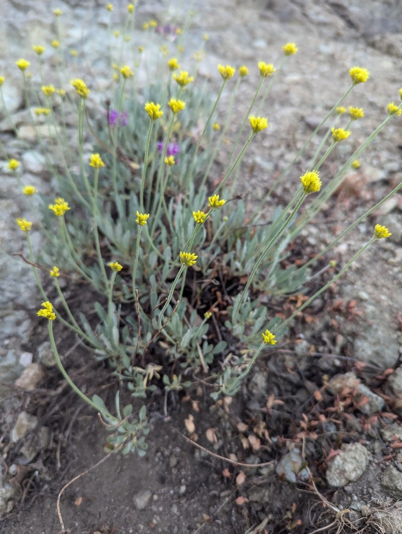 Eriogonum brevicaule var. laxifolium photo 5