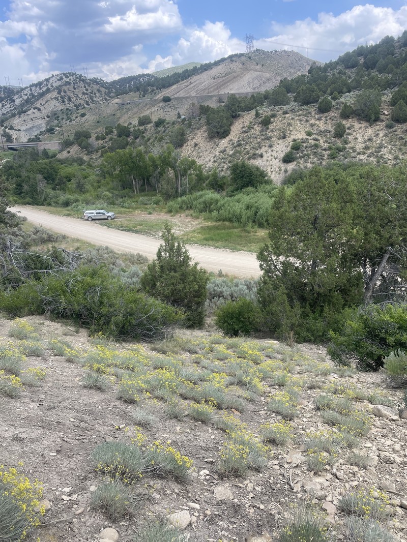 Eriogonum brevicaule var. laxifolium photo 6