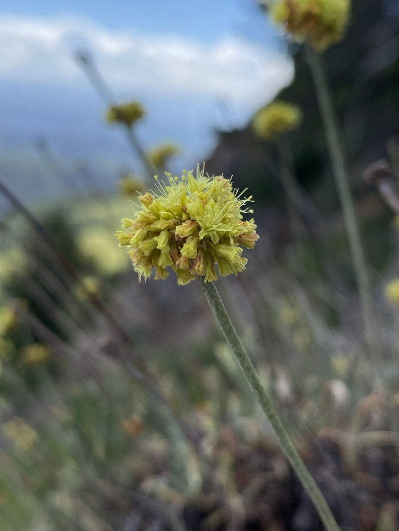 Eriogonum brevicaule var. laxifolium photo 7