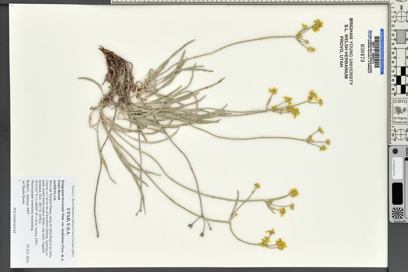 Eriogonum brevicaule var. laxifolium photo 8