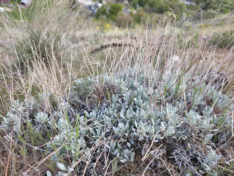 Cache Valley Buckwheat