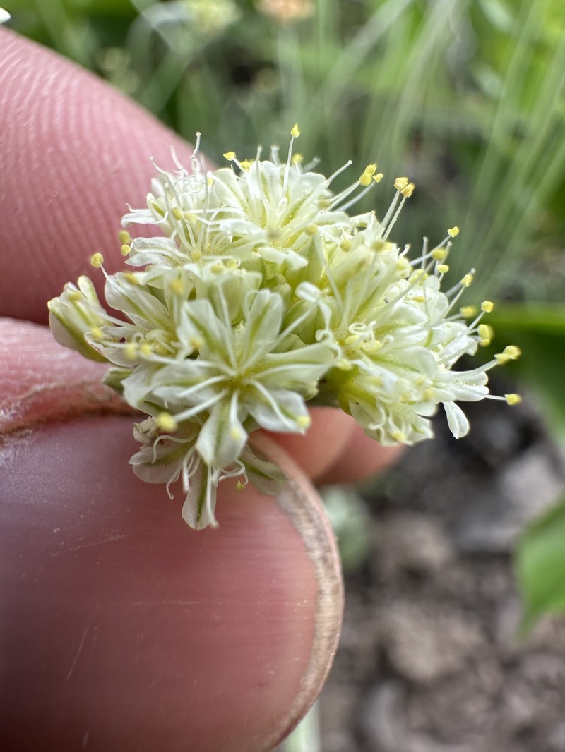 Cache Valley Buckwheat photo 2