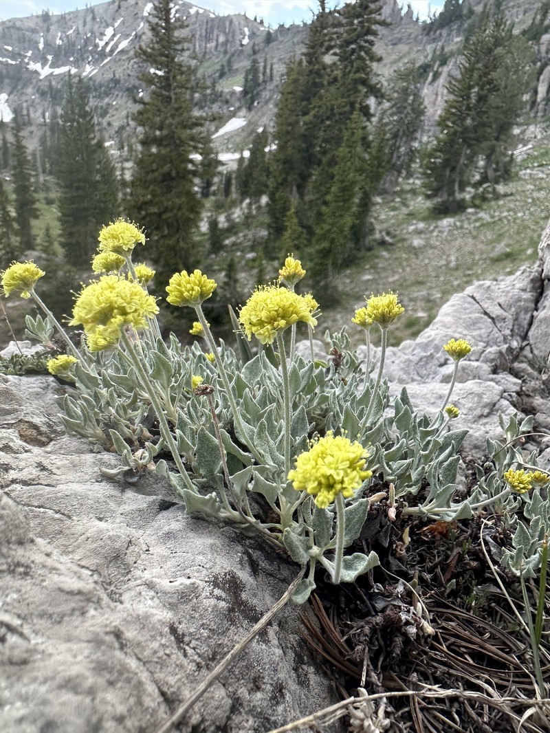 Cache Valley Buckwheat photo 3