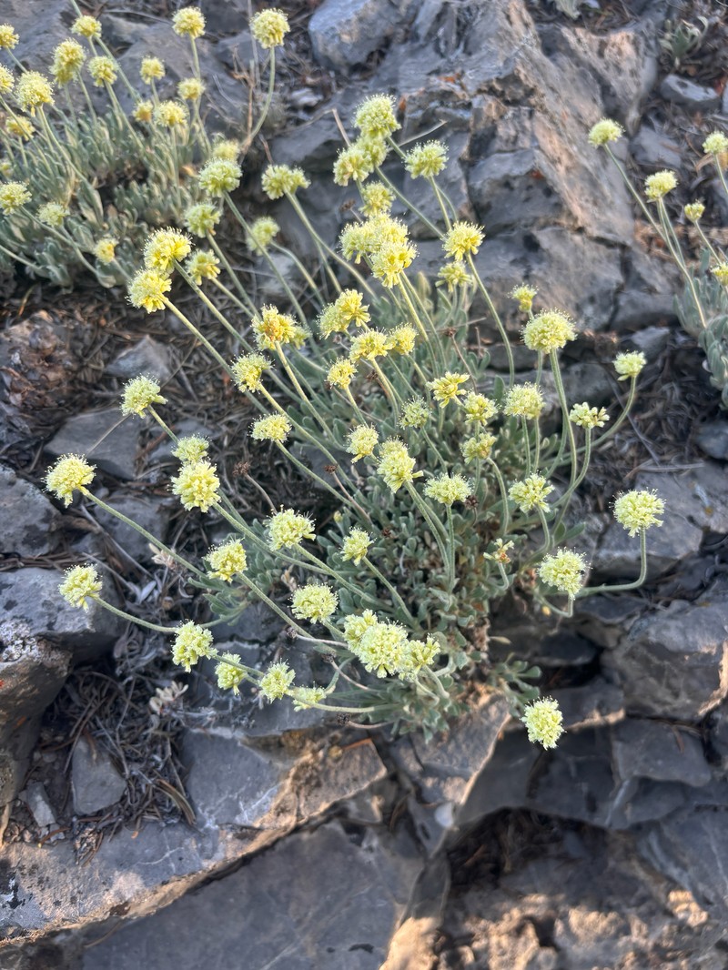 Cache Valley Buckwheat photo 4