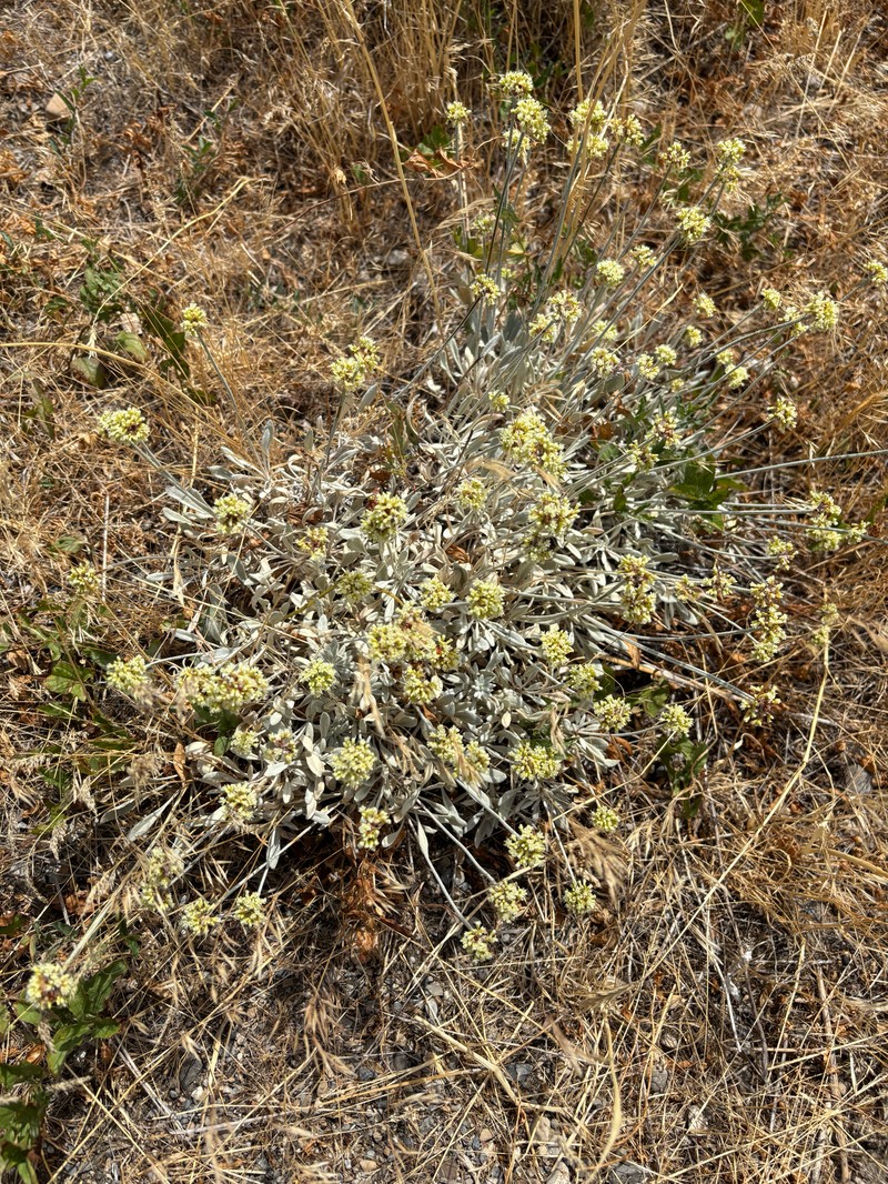 Cache Valley Buckwheat photo 6