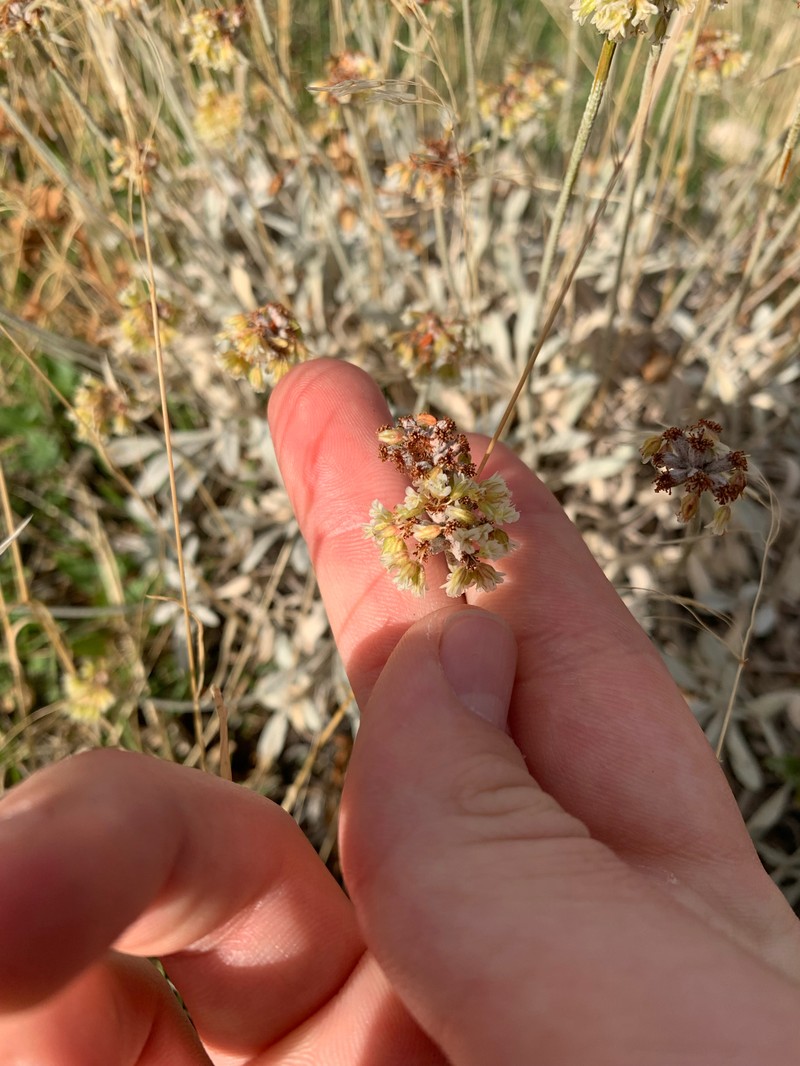 Cache Valley Buckwheat photo 7