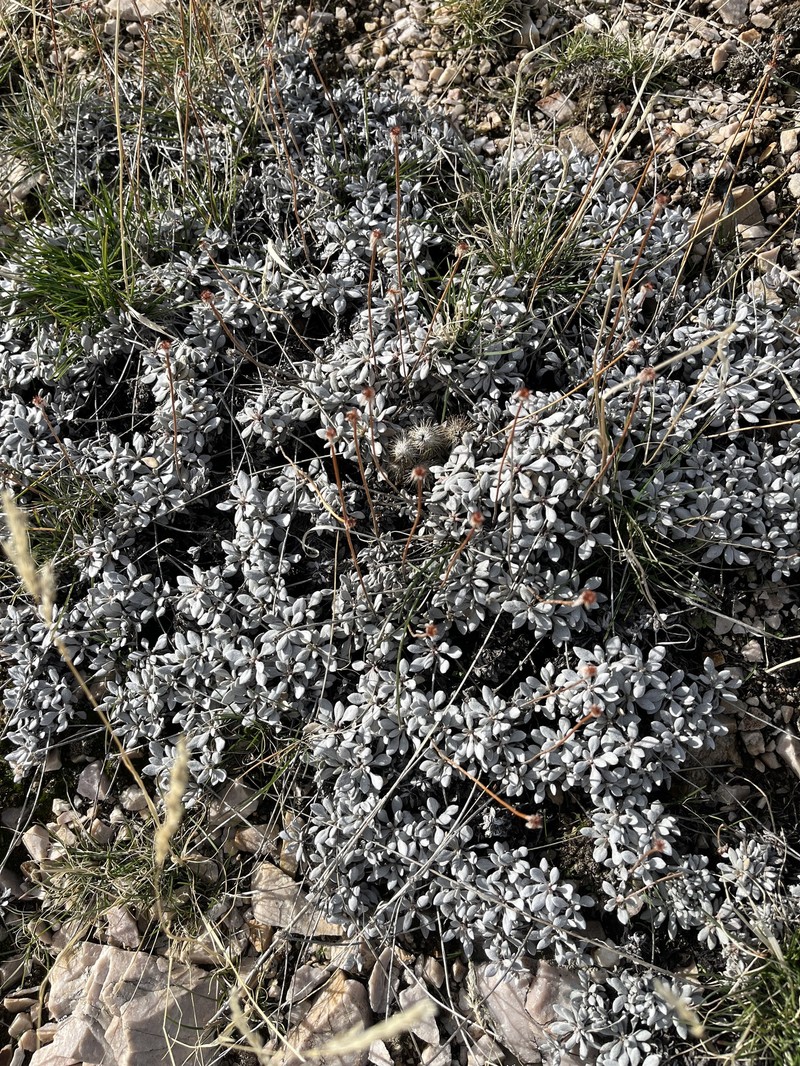 Cache Valley Buckwheat photo 8
