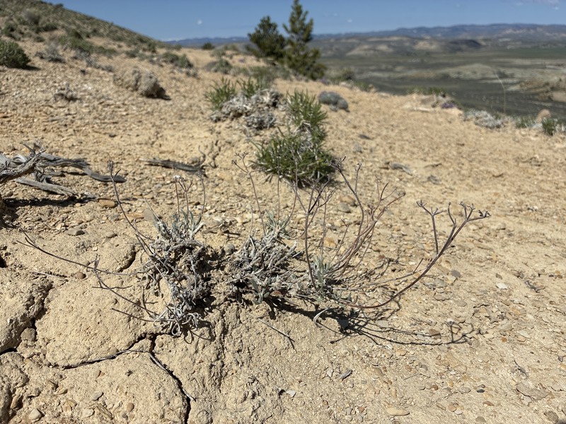 Eriogonum brevicaule var. micranthum