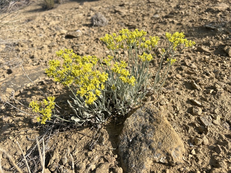 Eriogonum brevicaule var. micranthum photo 2