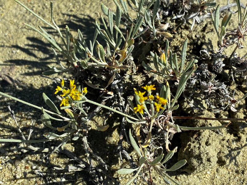 Eriogonum brevicaule var. micranthum photo 3