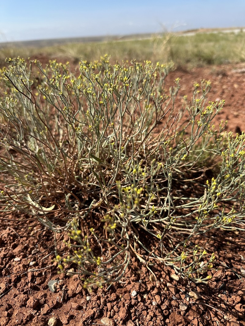 Eriogonum brevicaule var. micranthum photo 4
