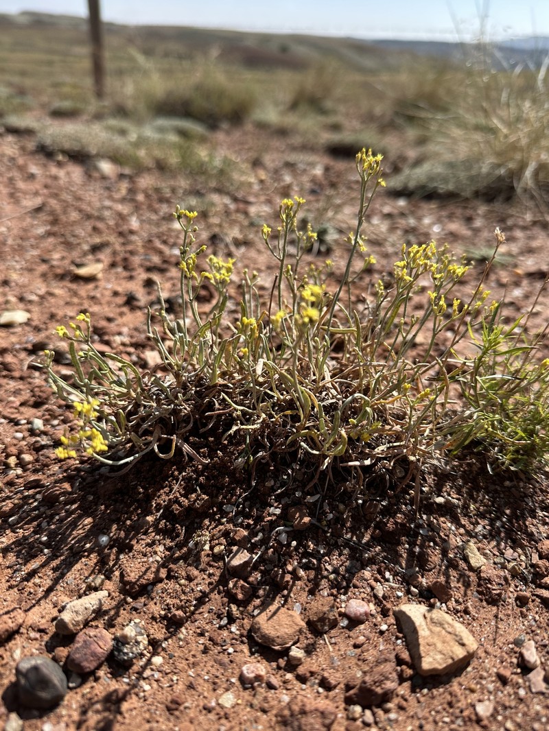 Eriogonum brevicaule var. micranthum photo 5
