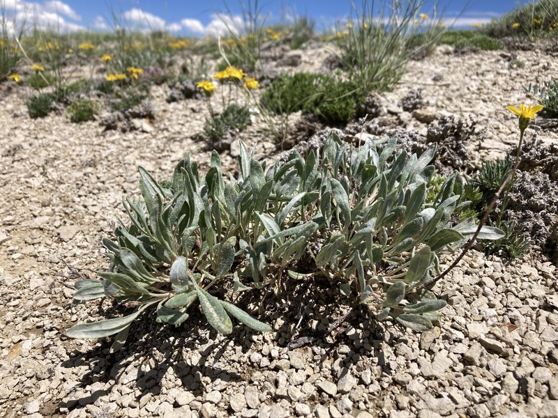 Eriogonum brevicaule var. micranthum photo 6