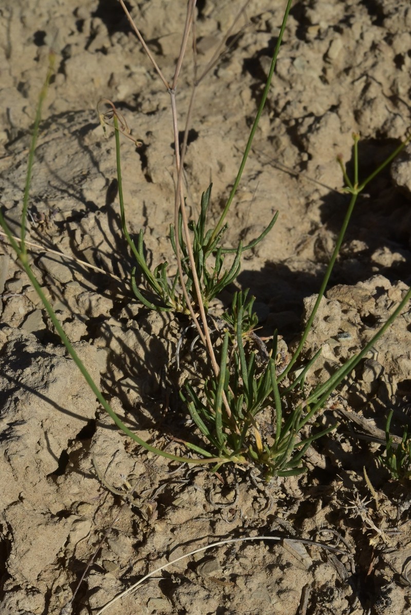 Eriogonum brevicaule var. mitophyllum