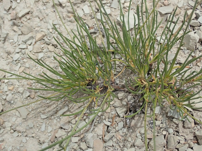 Eriogonum brevicaule var. mitophyllum photo 2