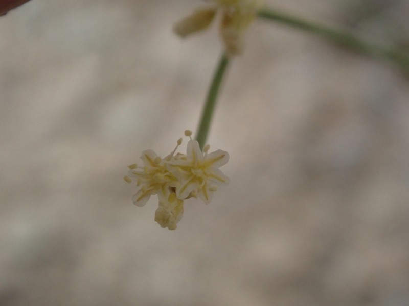 Eriogonum brevicaule var. mitophyllum photo 3
