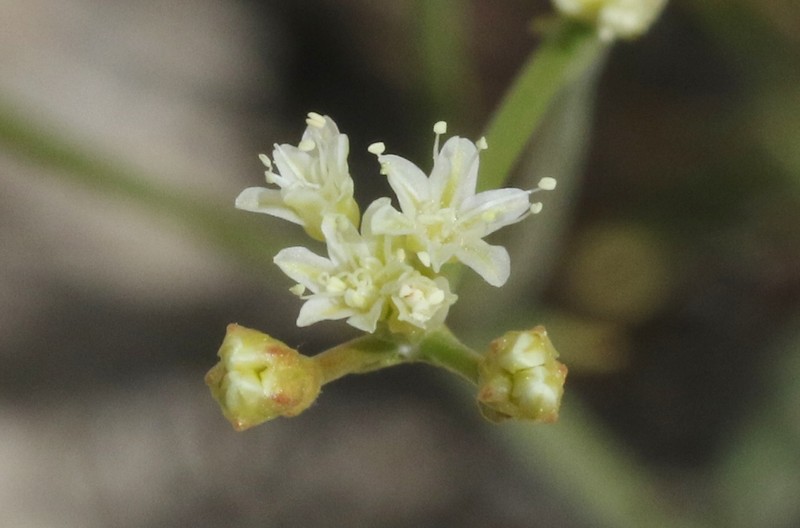 Eriogonum brevicaule var. mitophyllum photo 4