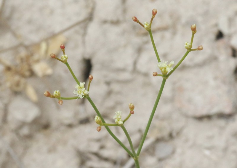 Eriogonum brevicaule var. mitophyllum photo 5