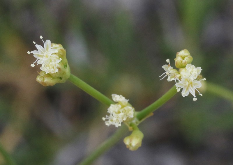 Eriogonum brevicaule var. mitophyllum photo 6