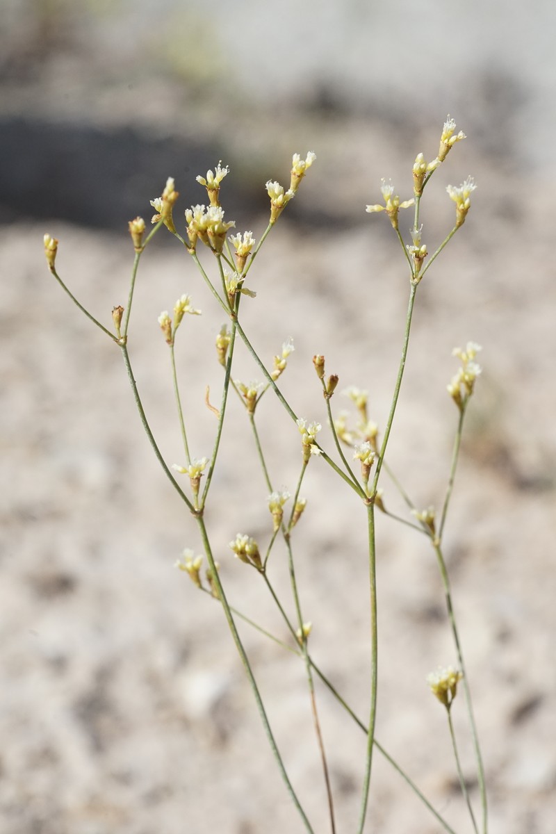 Eriogonum brevicaule var. mitophyllum photo 7
