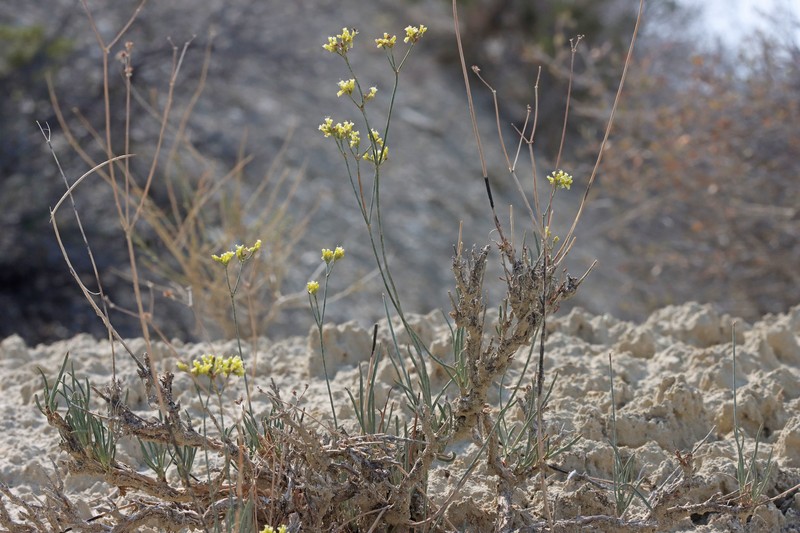 Eriogonum brevicaule var. mitophyllum photo 8