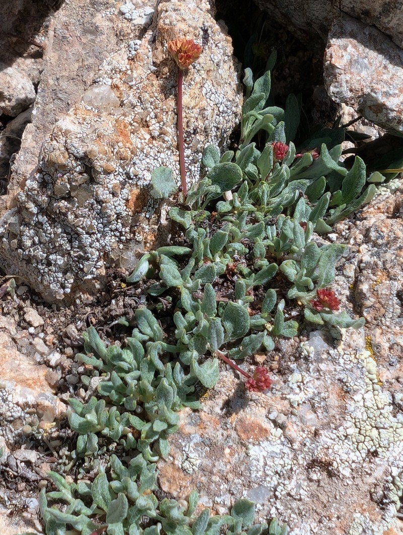 Eriogonum brevicaule var. nanum