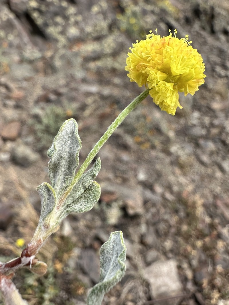 Eriogonum brevicaule var. nanum photo 2
