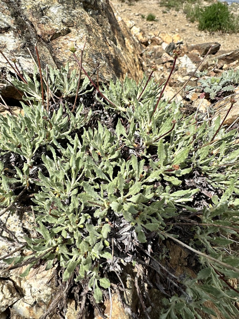 Eriogonum brevicaule var. nanum photo 3