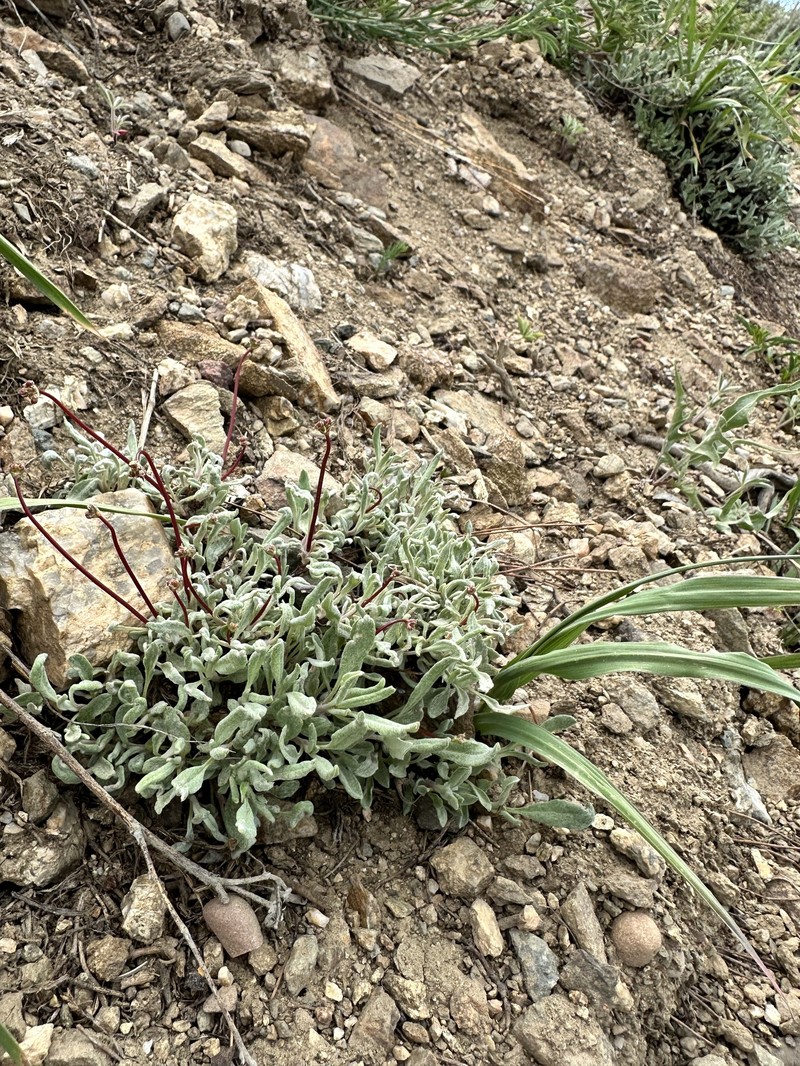 Eriogonum brevicaule var. nanum photo 4