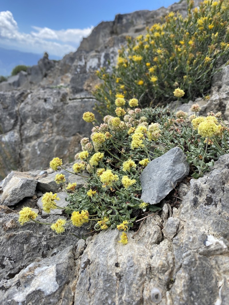 Eriogonum brevicaule var. nanum photo 5