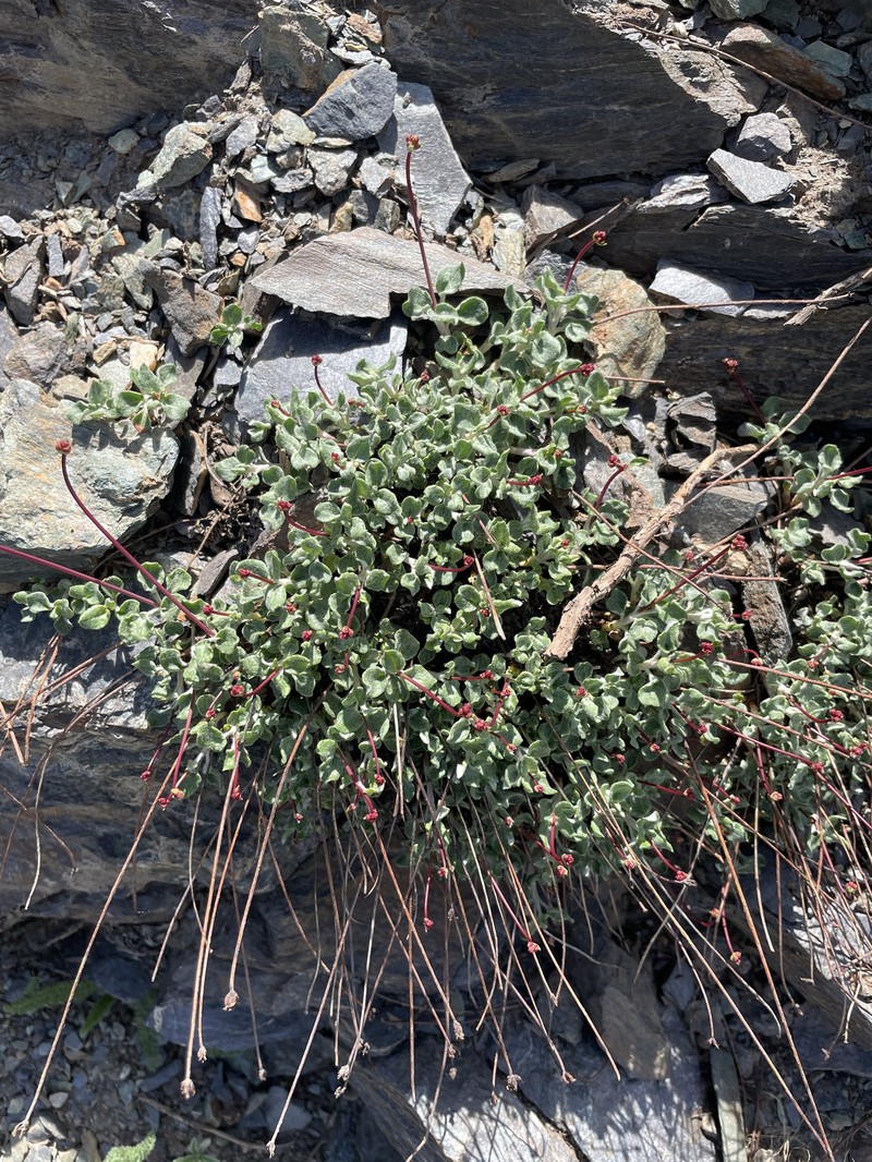 Eriogonum brevicaule var. nanum photo 6