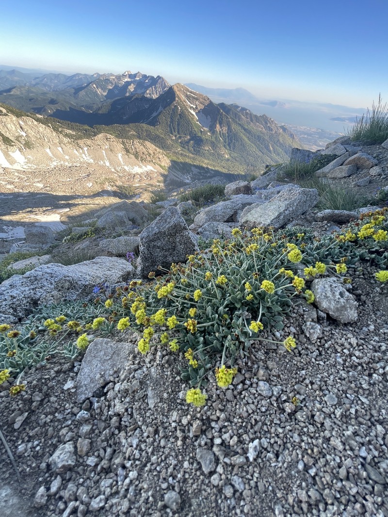 Eriogonum brevicaule var. nanum photo 7