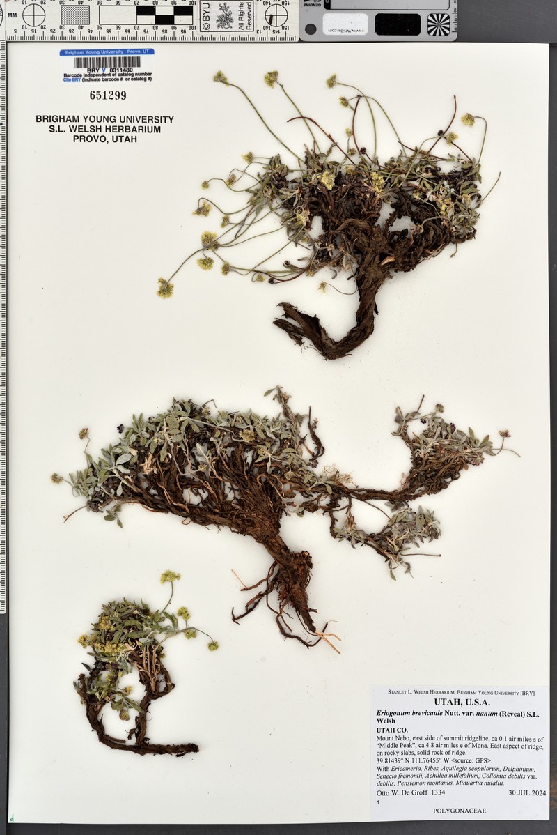 Eriogonum brevicaule var. nanum photo 8
